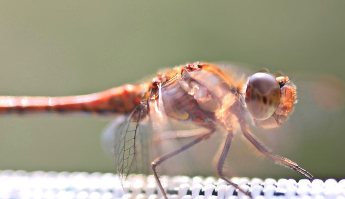 Libelle