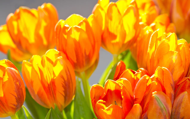 Tulpenstrauß