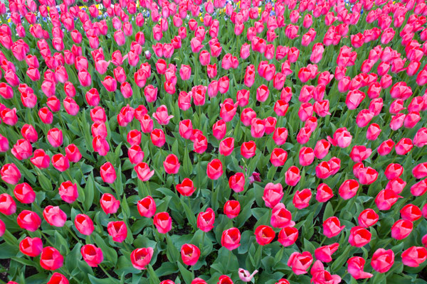 Tulpen-5