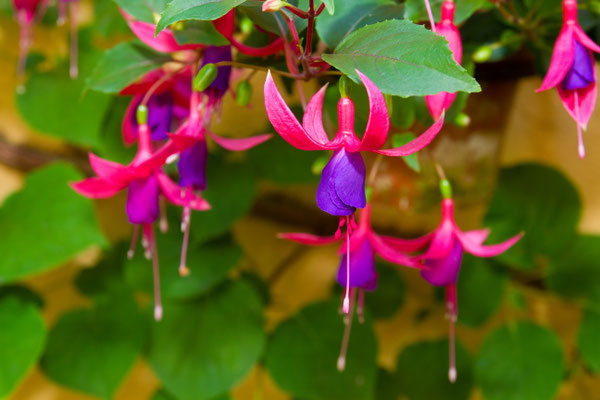 Hänge-Fuchsien
