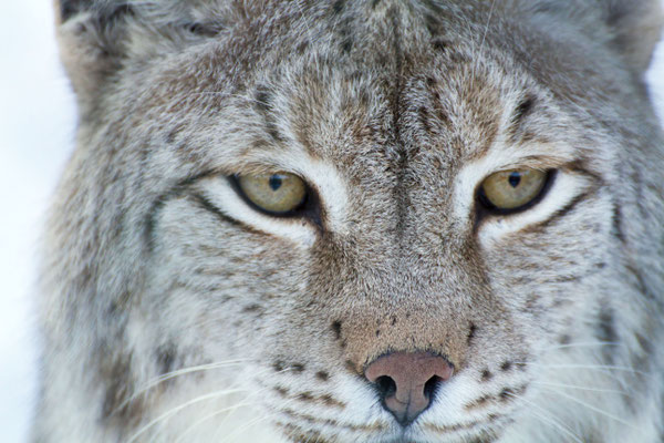 Luchs