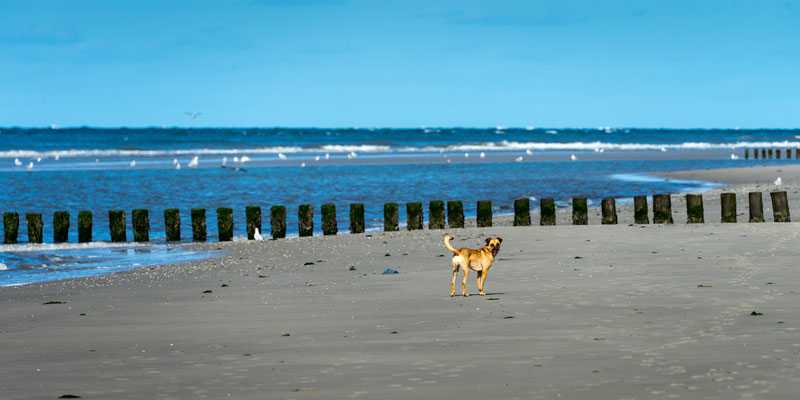 Ameland 53°26'37.238" N 5°36'50.194" E