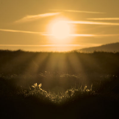 Kurt Reul / 34 Punkte Gerupftes Huhn im Sonnenaufgang
