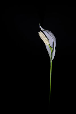 Ulrich Krauß / 184 Punkte / Blüte