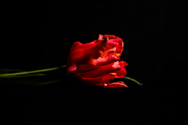 Eva Bartod / 184 Punkte / Tulpe