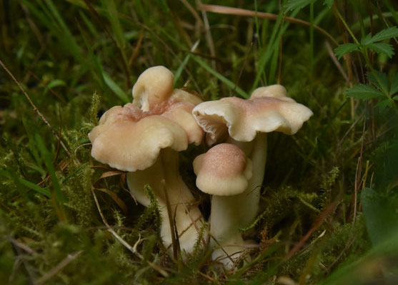 Bleke weidewasplaat