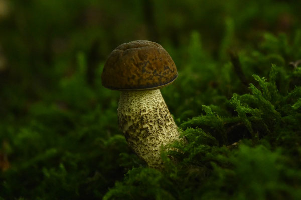 Haagbeukboleet