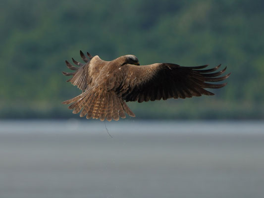 Schwarzmilan bei der Jagd.