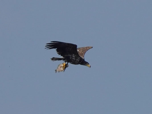 Seeadler mit Beute.