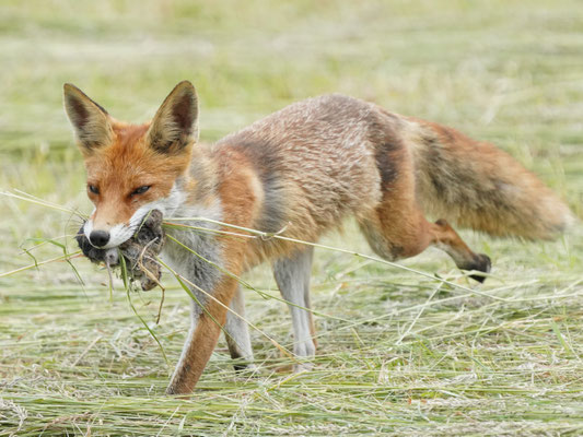 Fuchs auf einem Feld mit Beute.