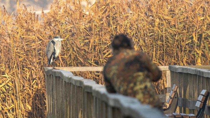 Naturgetreue Wildlife Fotografie Berlin Brandenburg Regional Sven Budberg.