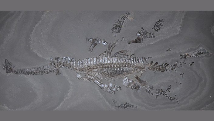Seeleyosaurus holotype skeleton
