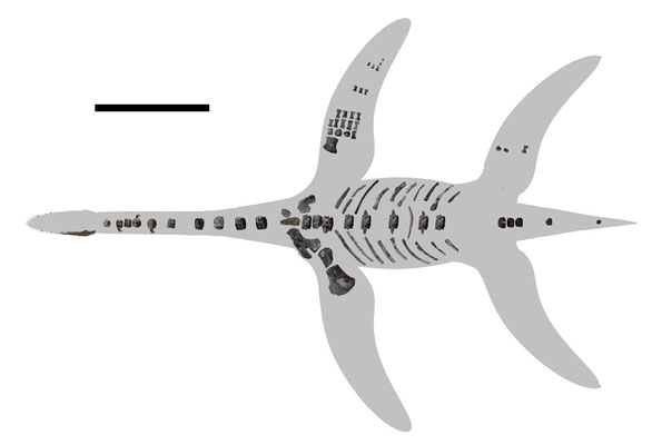 Preserved skeletal elements of Arminisaurus