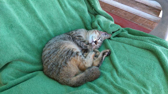 Katze nach dem Gewitter