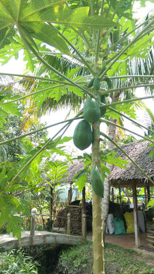Papaya...