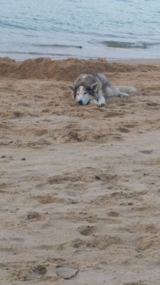 Hundli (gehört zum Hotelinventar)