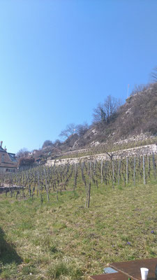 Rebstockschneiden in Twann...