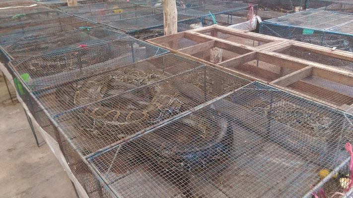 Python Schlangenfarm (eklig!)...