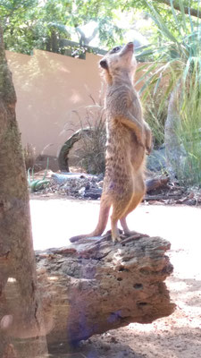 Taronga Zoo...