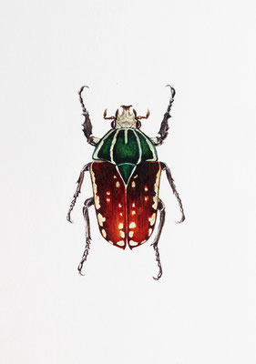 "Mecynorhina Ugandensis" Watercolor on Paper, 9x12,5cm, 2018