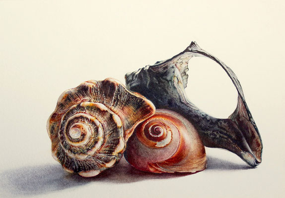 "Seabright Seashells" Watercolor on Paper, 13x18cm, 2017