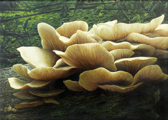 "Lungenseitling, pleurotus pulmonarius" Acrylics on Canvas, 13x18cm, 2015