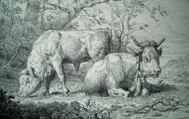 Guy, Les vaches ruminant