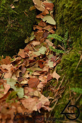 Getrocknete Herbstblätter der letzten Jahre - Konstein