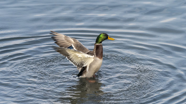 Stockente