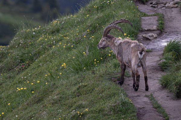 Steinbock