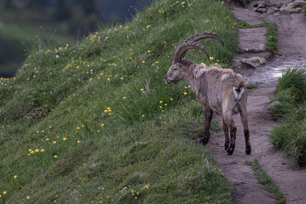 Steinbock
