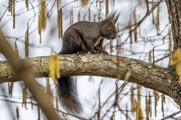 Eichhörnchen