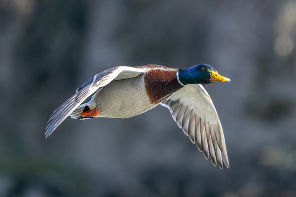 Stockente