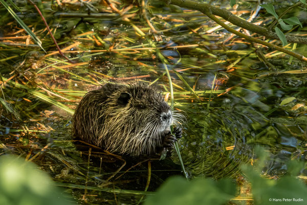 Nutria