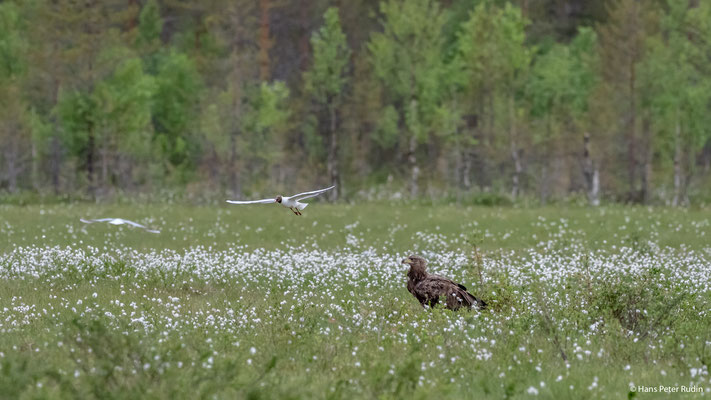 Seeadler, attackiert von einer Lachmöwe