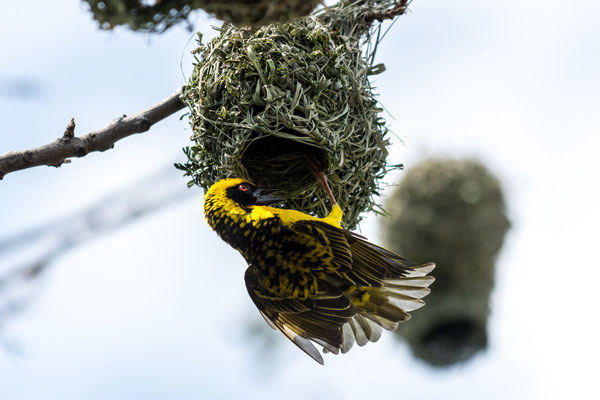 Webervogel