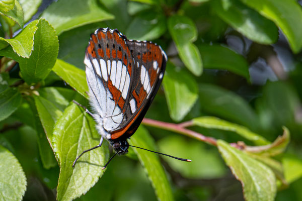 Blauschwarzer Eisvogel (Schmetterling)