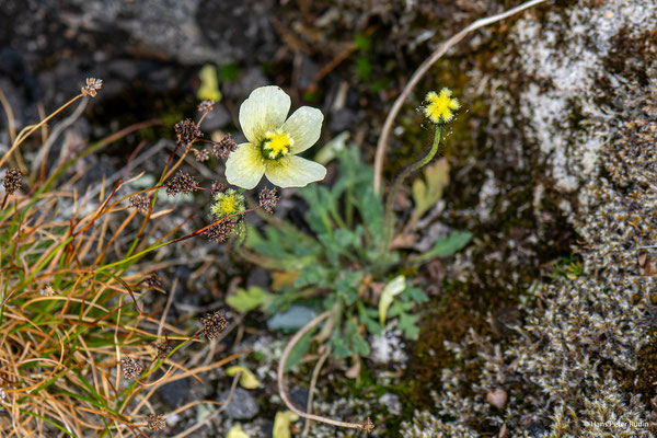  03.08.2024, 18:04:46 Uhr, Rijpfjorden, Haudegen, Spitzbergenmohn