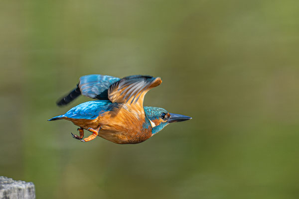 Eisvogel