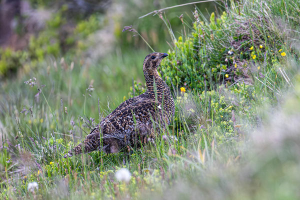 Alpenschneehuhn