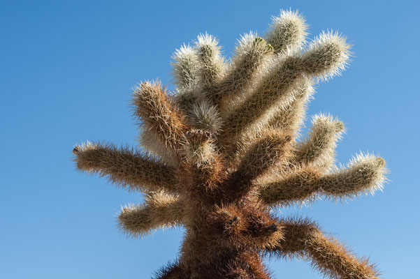 Joshua Tree NP