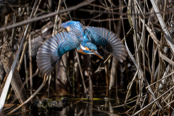 Eisvogel, Weibchen