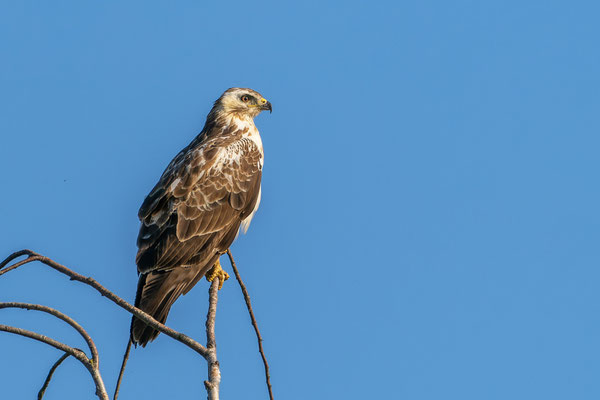 Mäusebussard