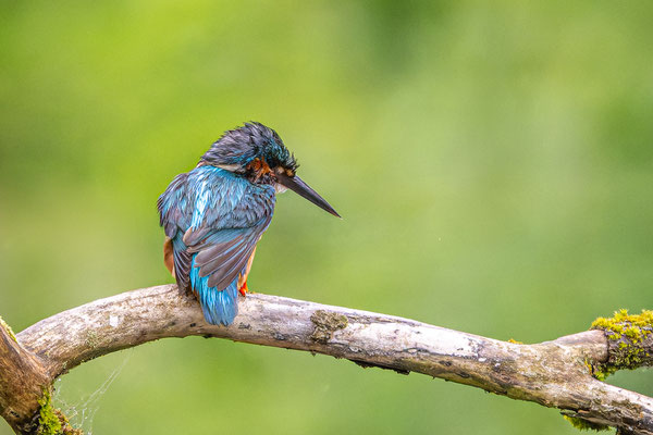 Eisvogel