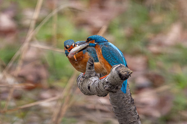 Eisvogelpaar