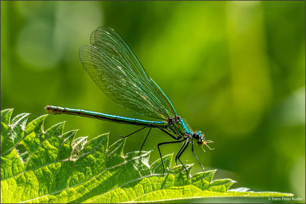 Libelle