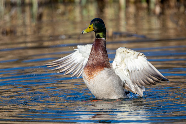 Stockente