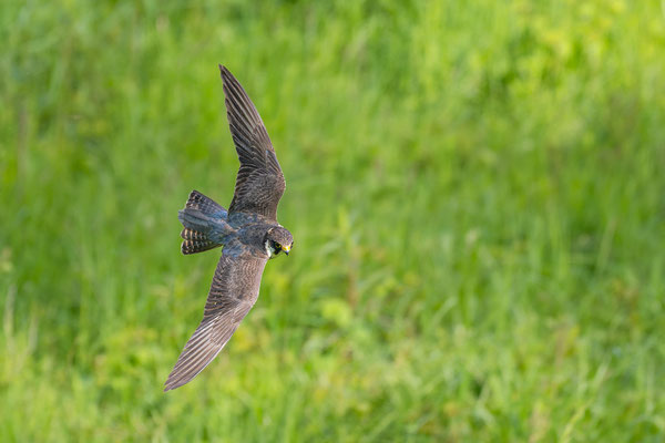 Baumfalke