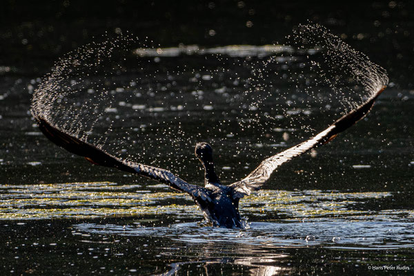 Kormoran beim Start