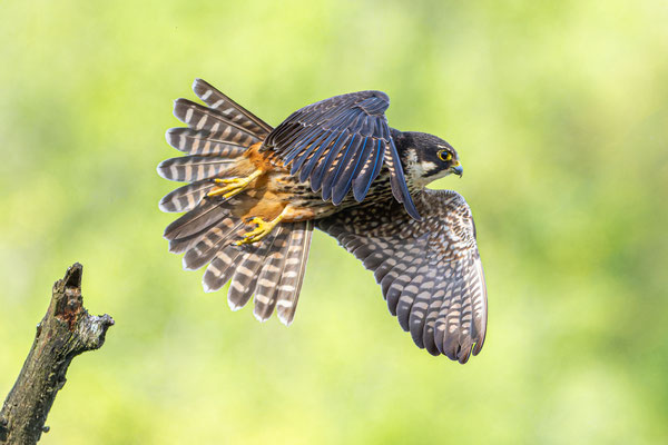Baumfalke